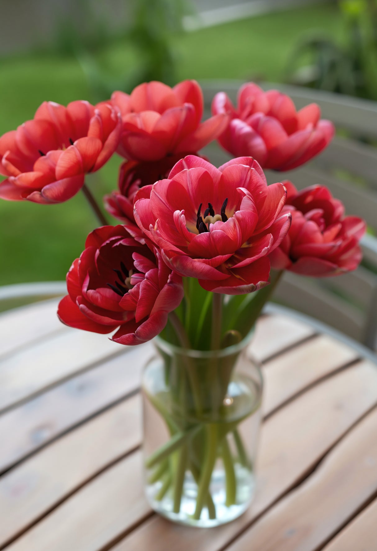 Tulip Ridgedale