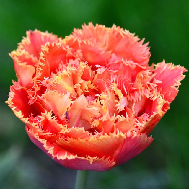 Tulip Royal Centennial