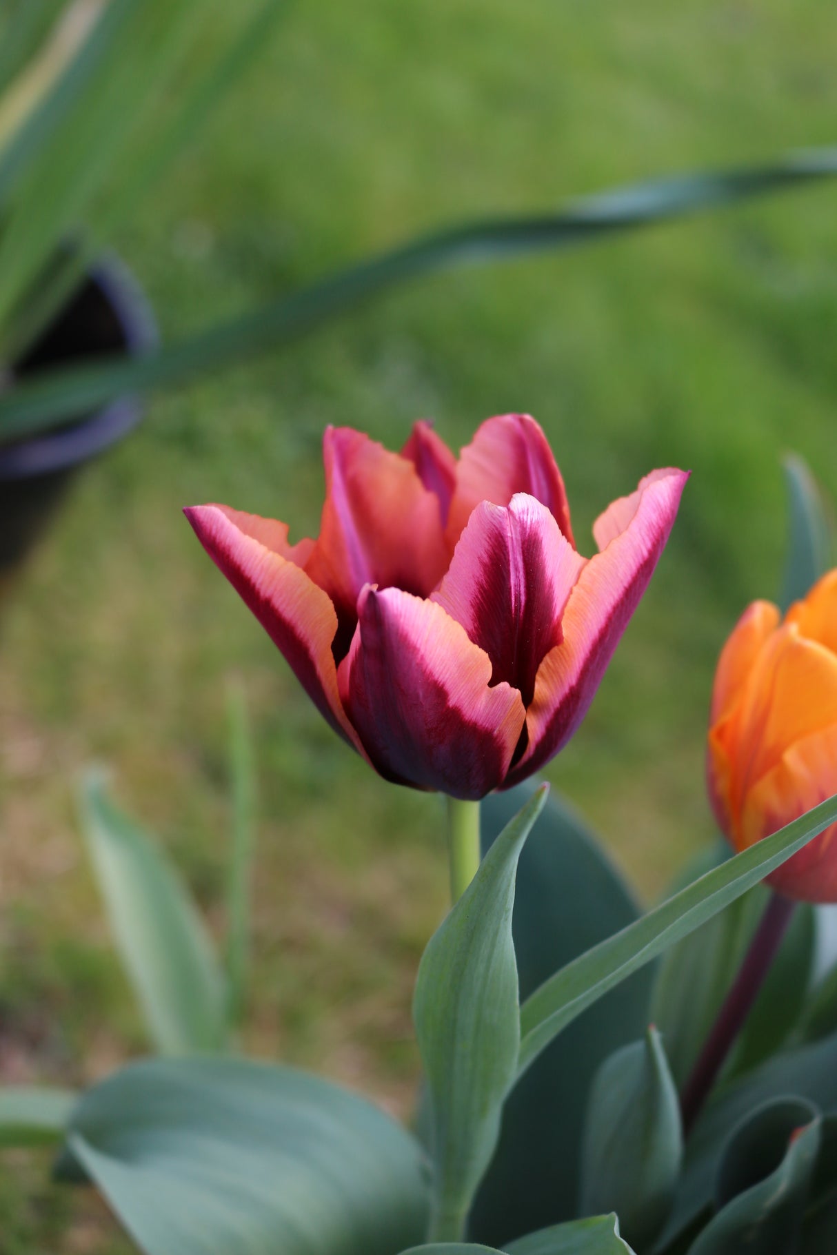 Tulip Slawa