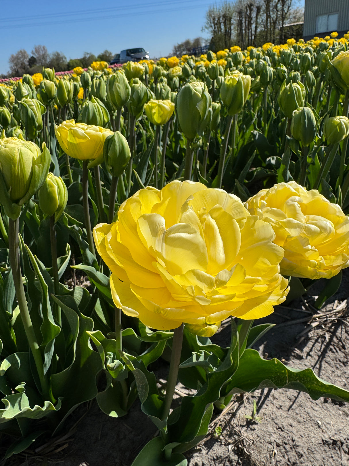 Tulip Wedding Dream