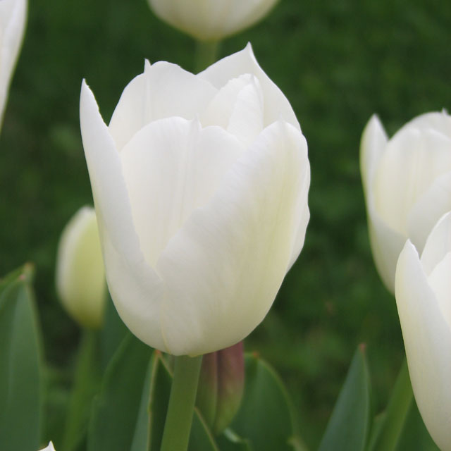 Value White Tulips