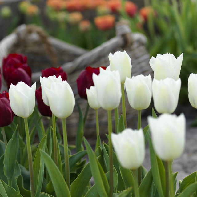 Value White Tulips