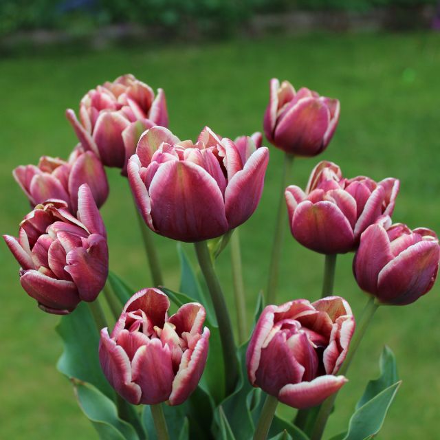 Tulip Wyndham