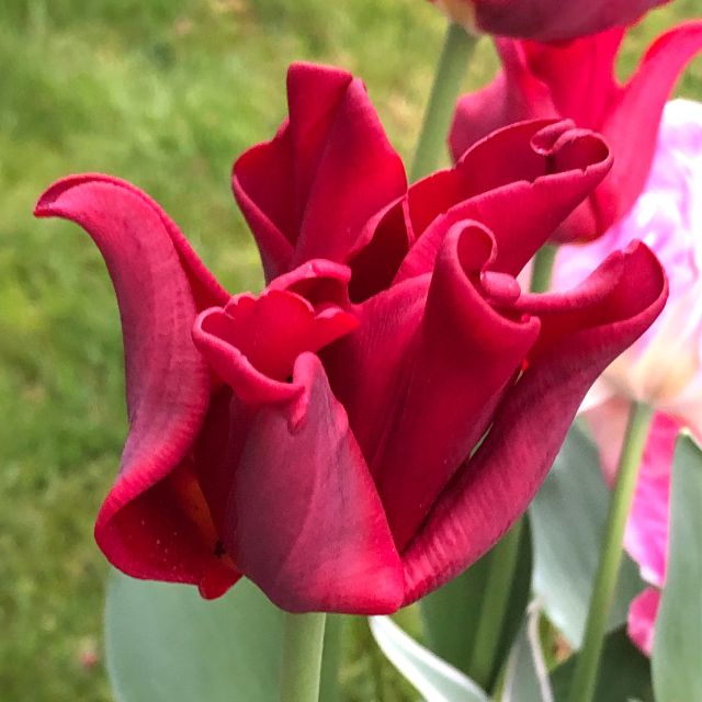 Tulip Red Dress