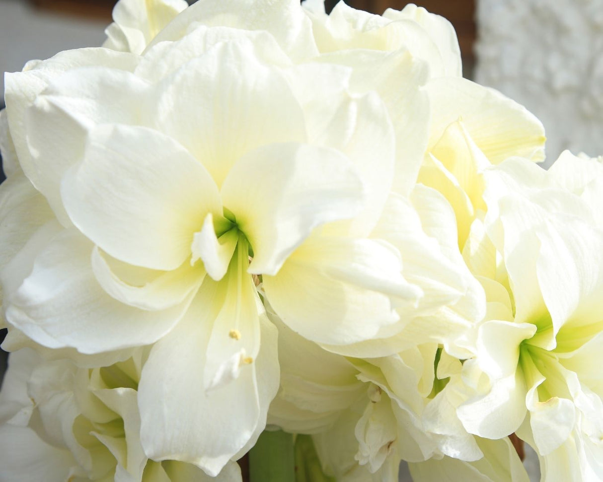 Amaryllis White Nymph
