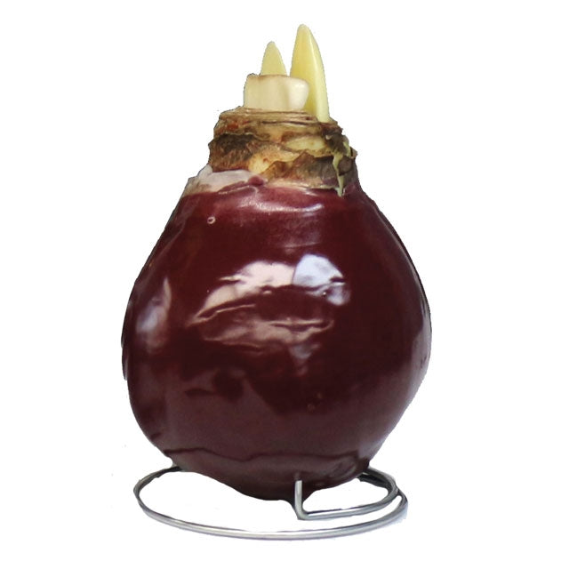 Waxed Amaryllis - Red Wax