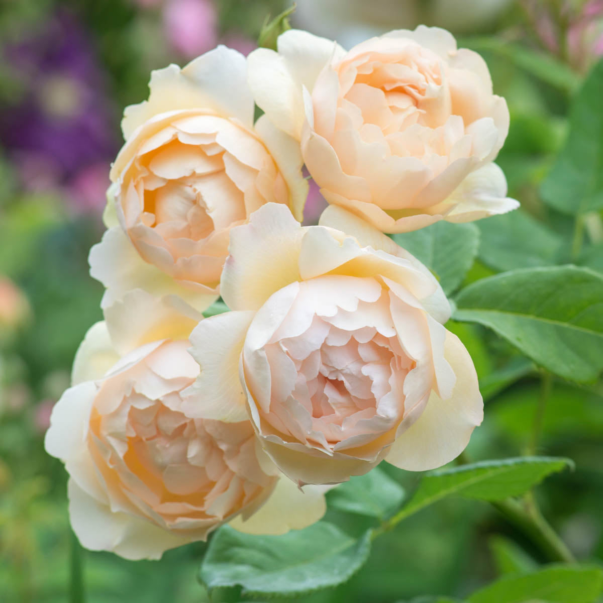 David Austin Rose - Wollerton Old Hall