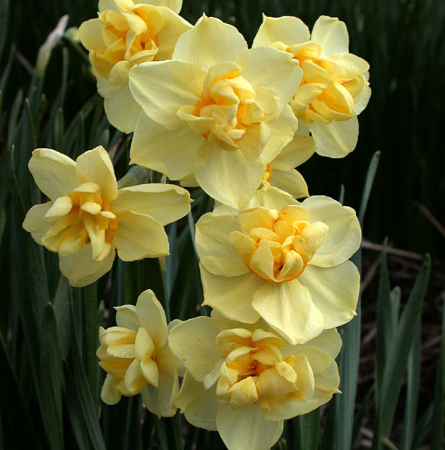 Narcissus Yellow Cheerfulness