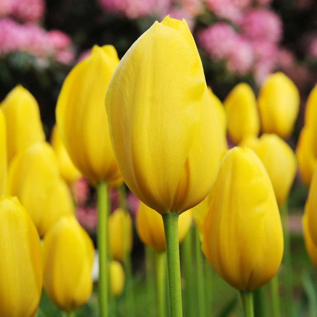 Value Yellow Tulips