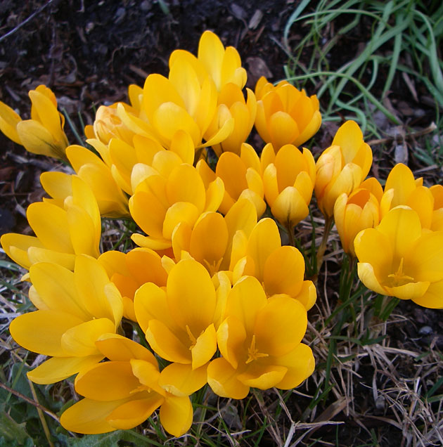 Crocus Yellow Mammoth