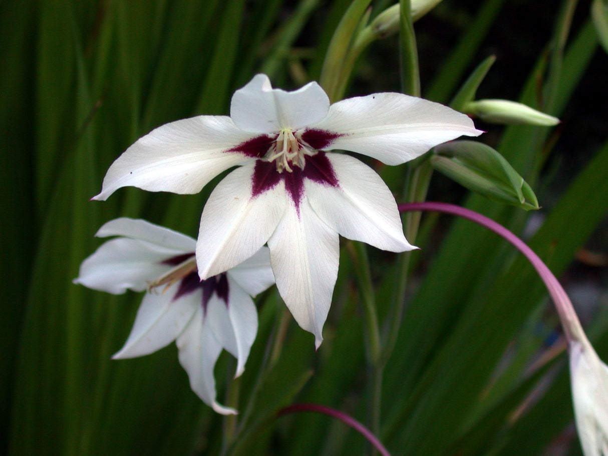 Acidanthera Bicolor Murielae