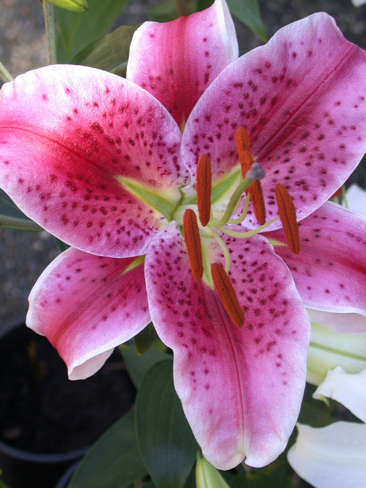 Lily Stargazer