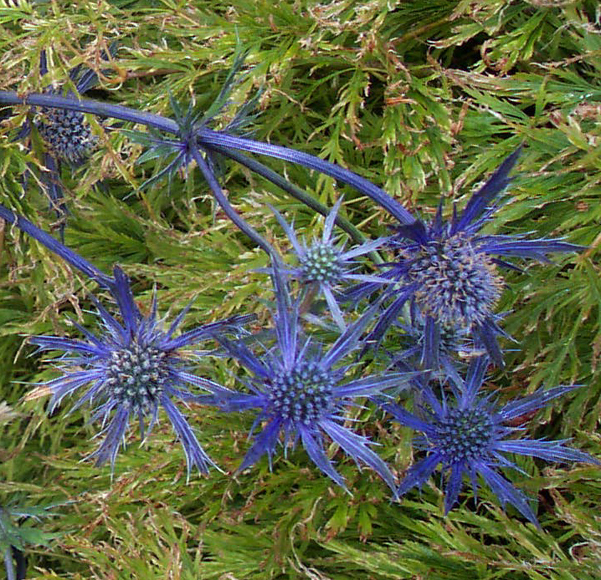 Eryngium Blue Star