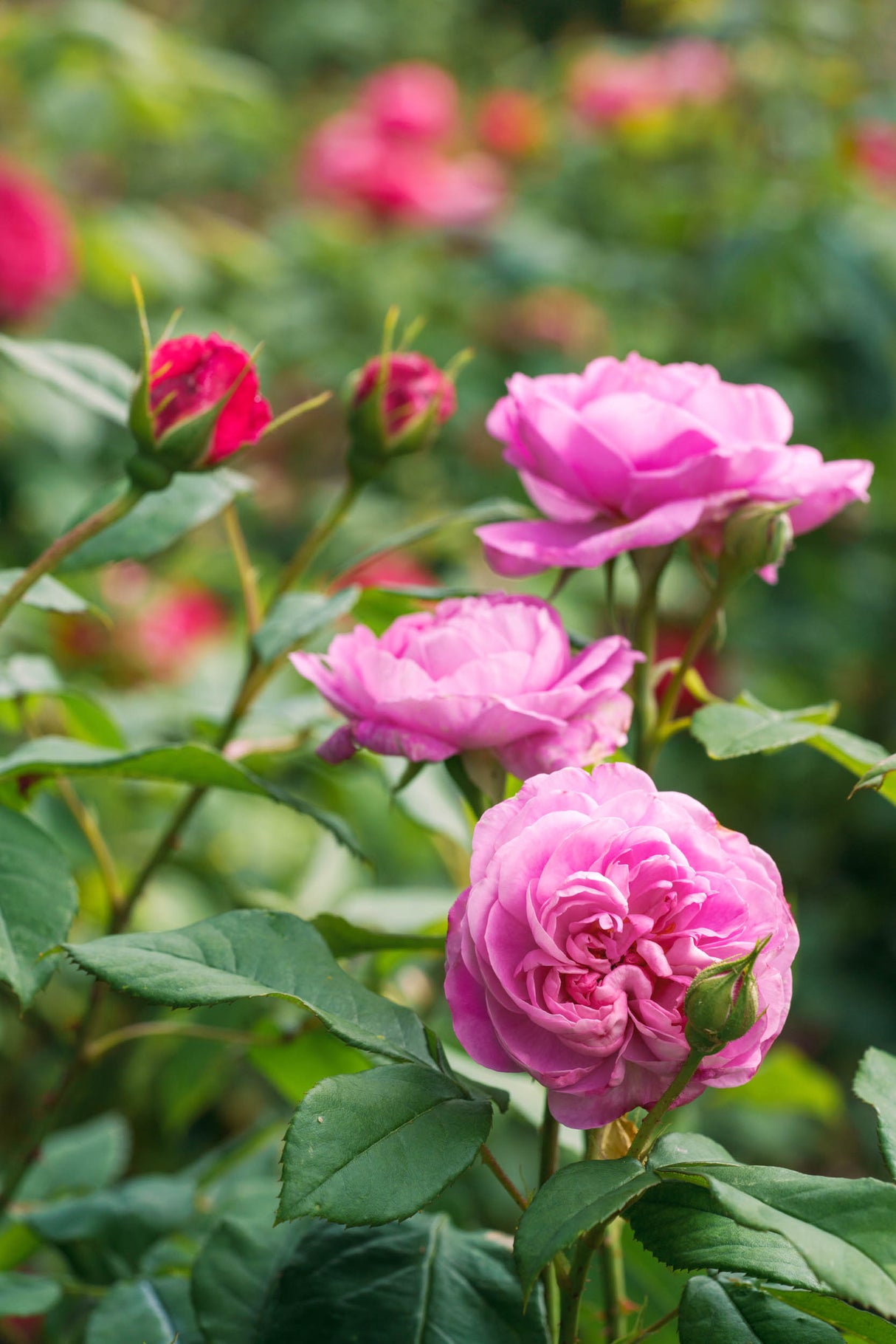 David Austin Rose - Gertrude Jekyll