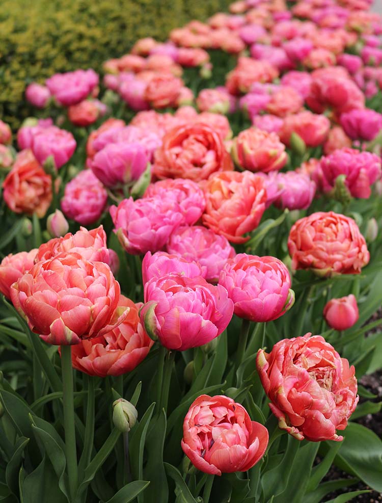 Mixed Tulip - Dancing Queen