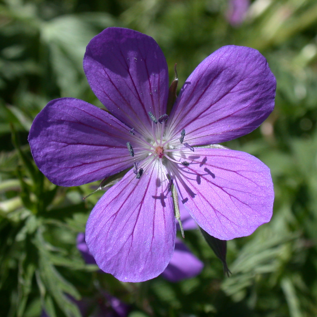 geranium johnson's blue seeds Geranium Johnsons Blue – Coast Farms