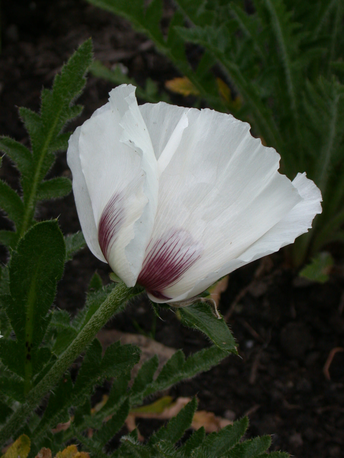 Papaver Perrys White