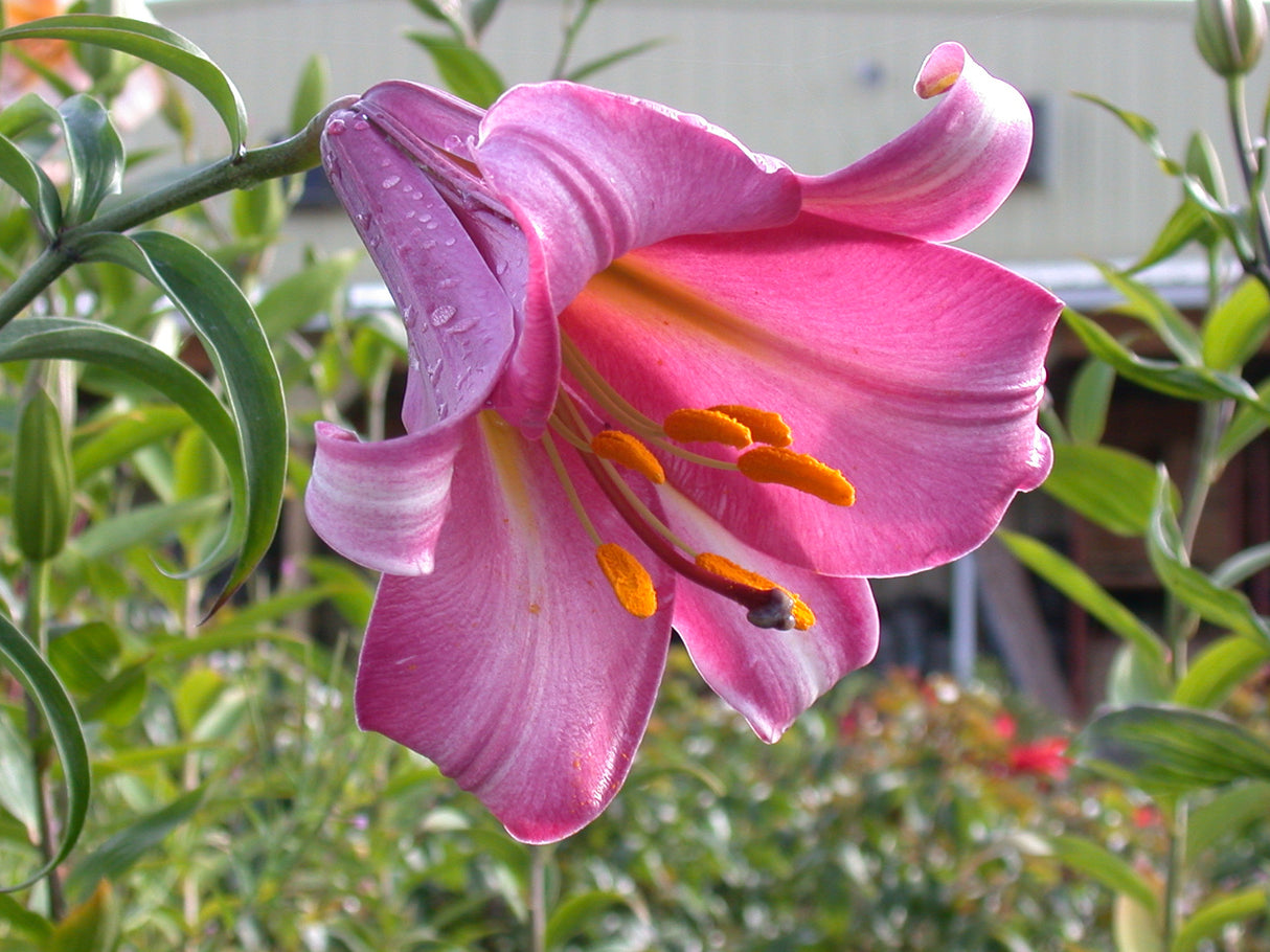 Lily Pink Perfection