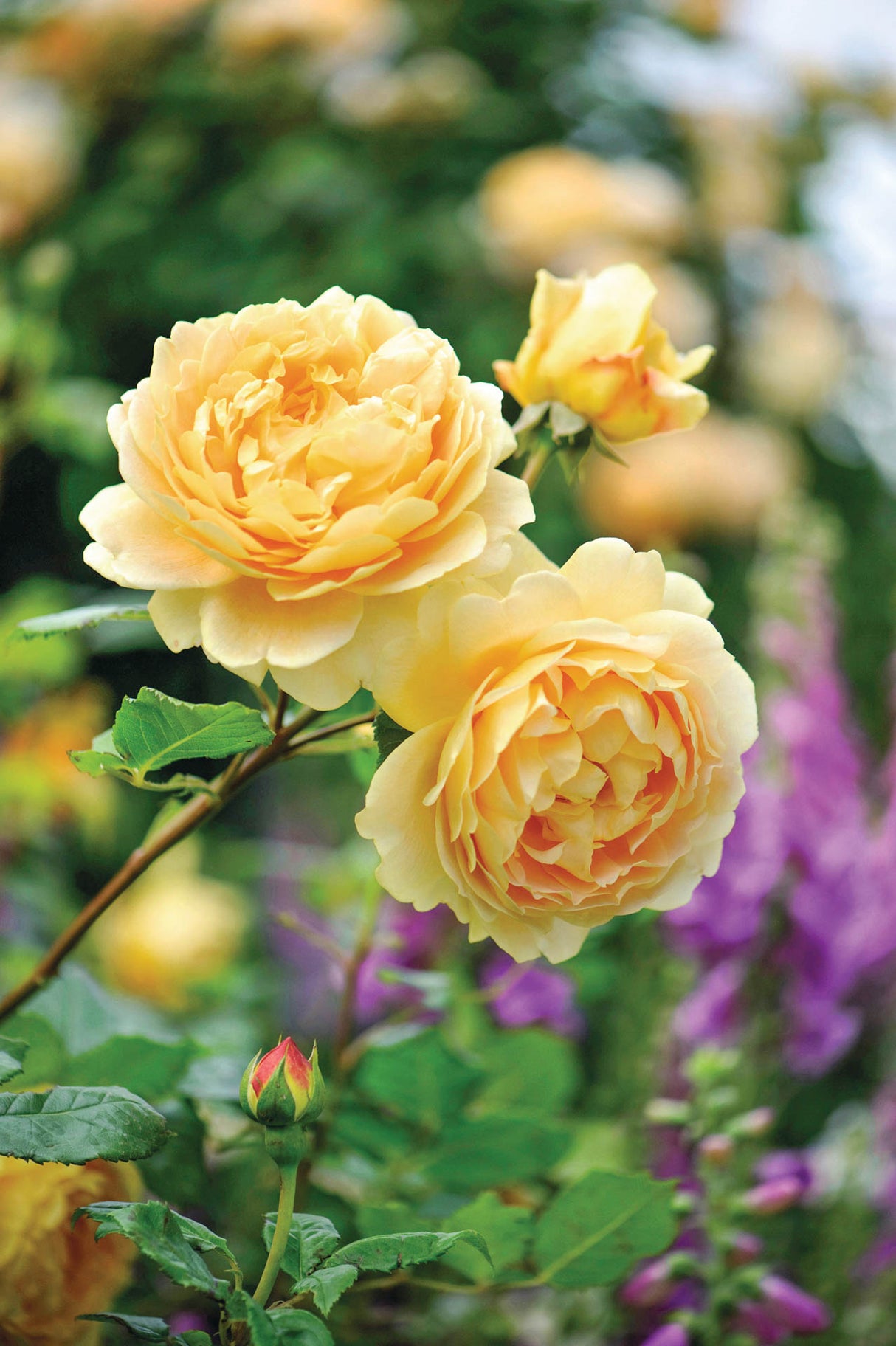David Austin Rose - Golden Celebration