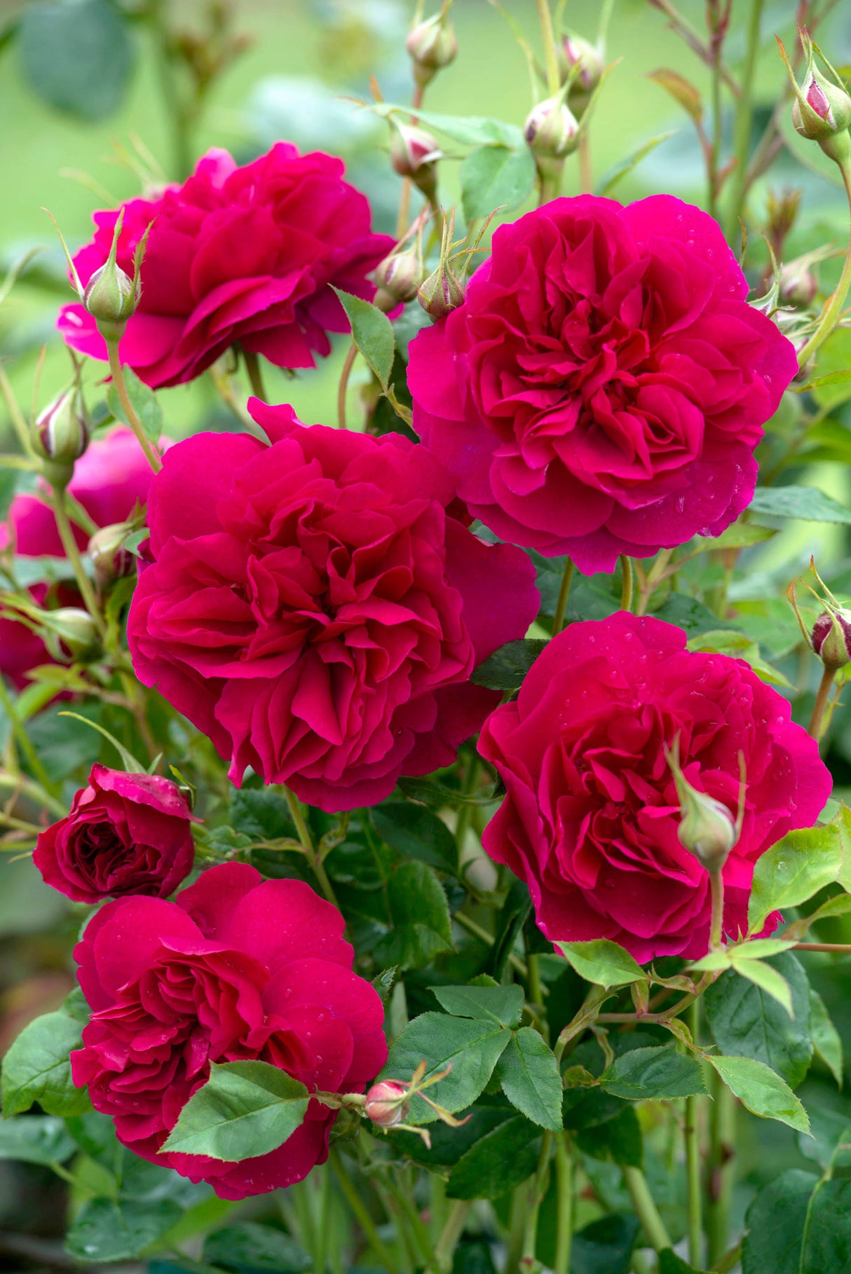 David Austin Rose - Thomas A. Beckett