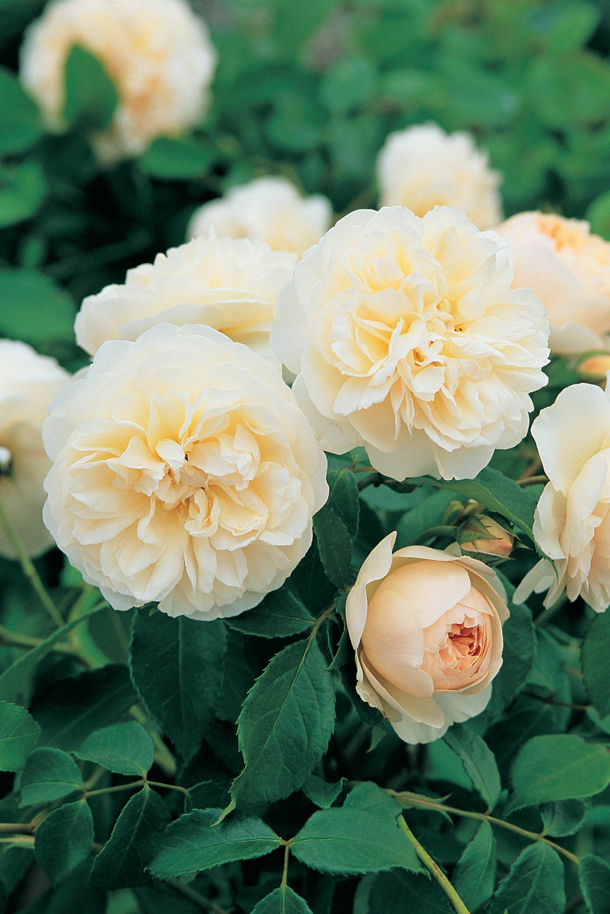 David Austin Rose - Lichfield Angel