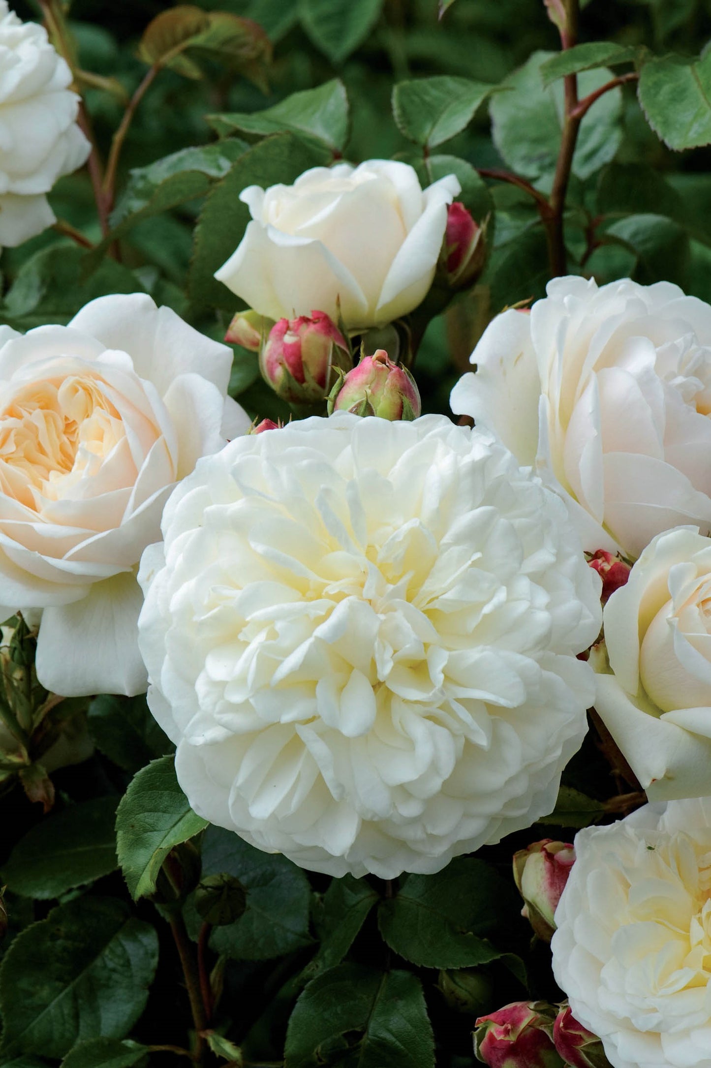 David Austin Rose - Tranquillity