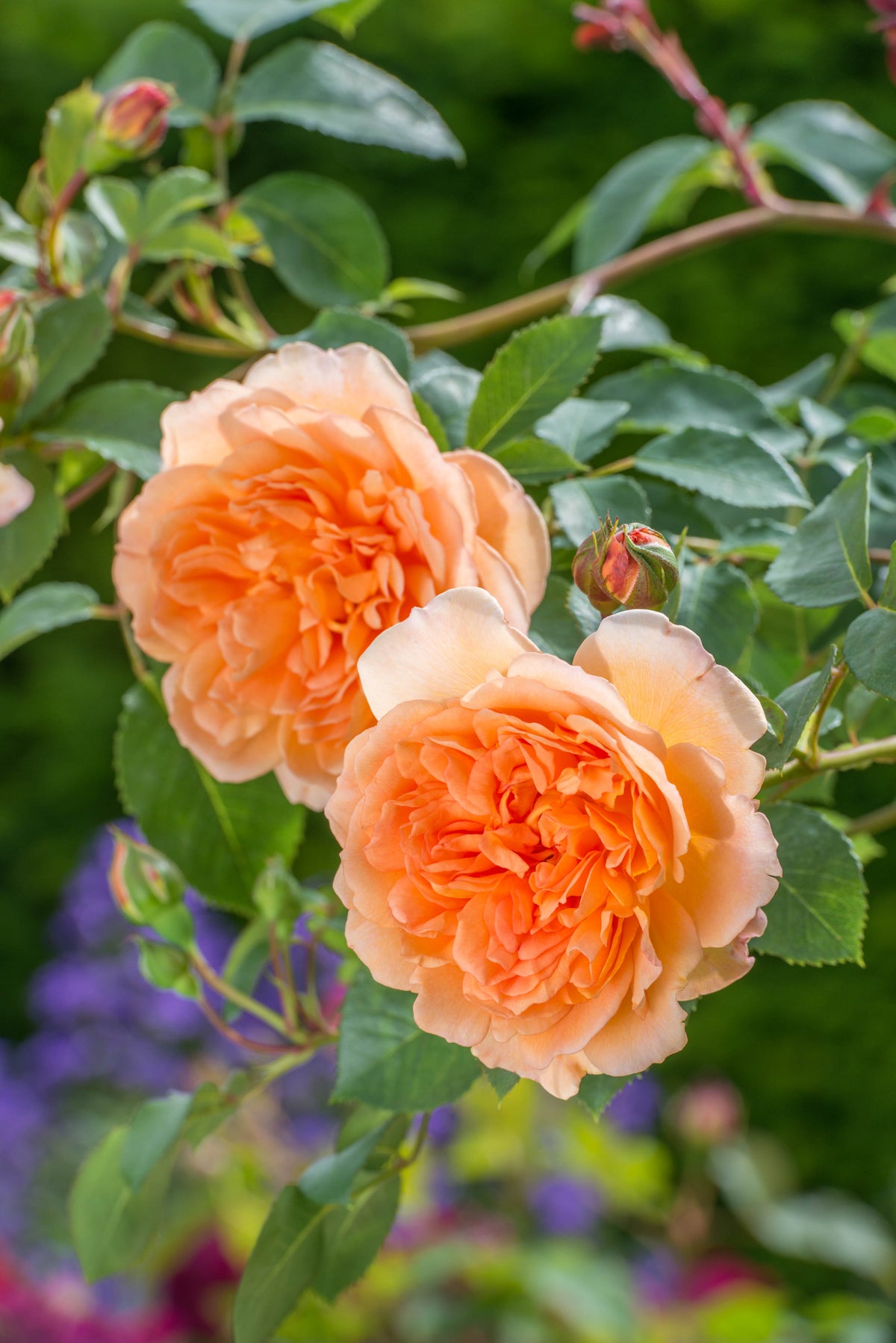 David Austin Rose - Dame Judi Dench