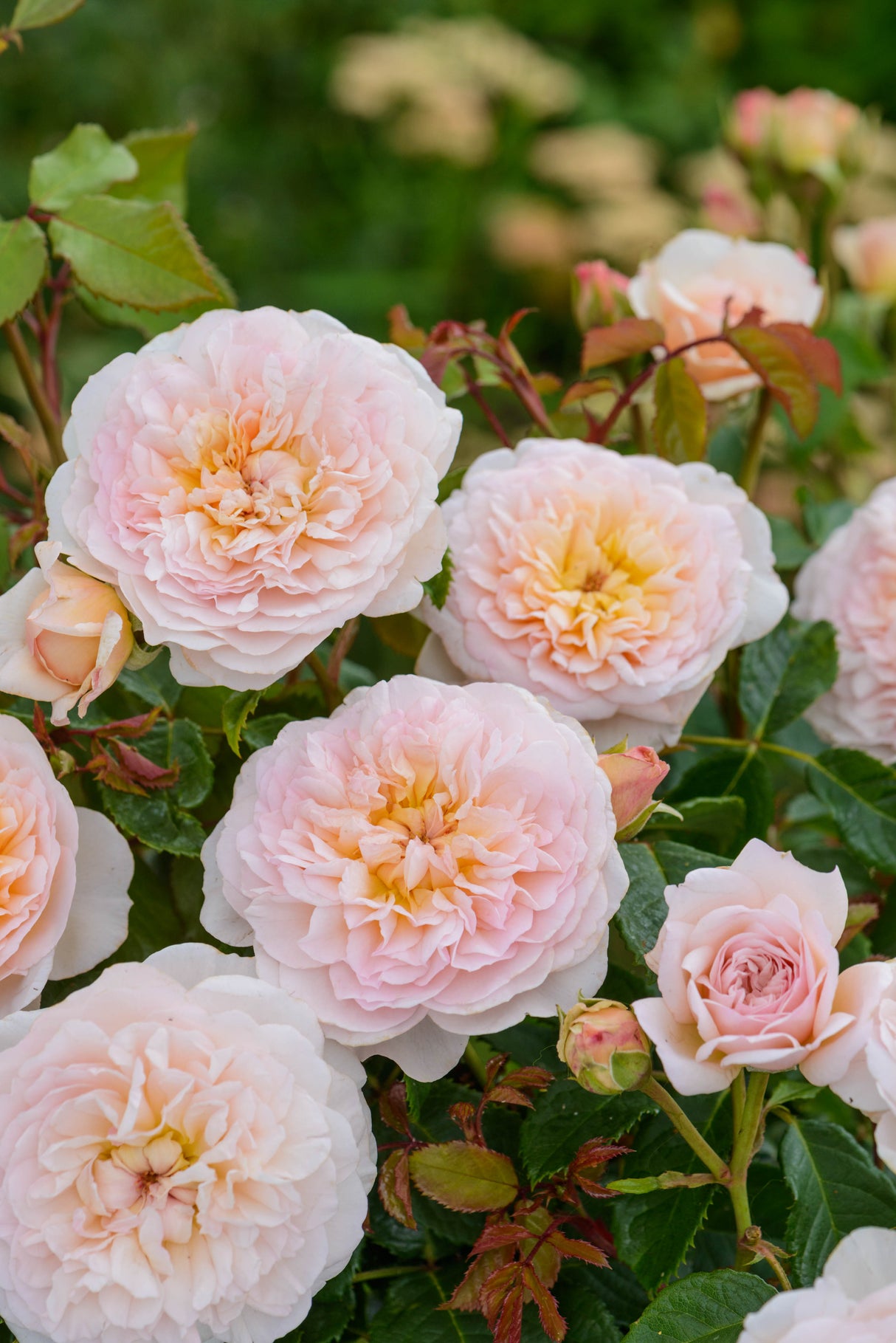 David Austin Rose - Emily Brontë