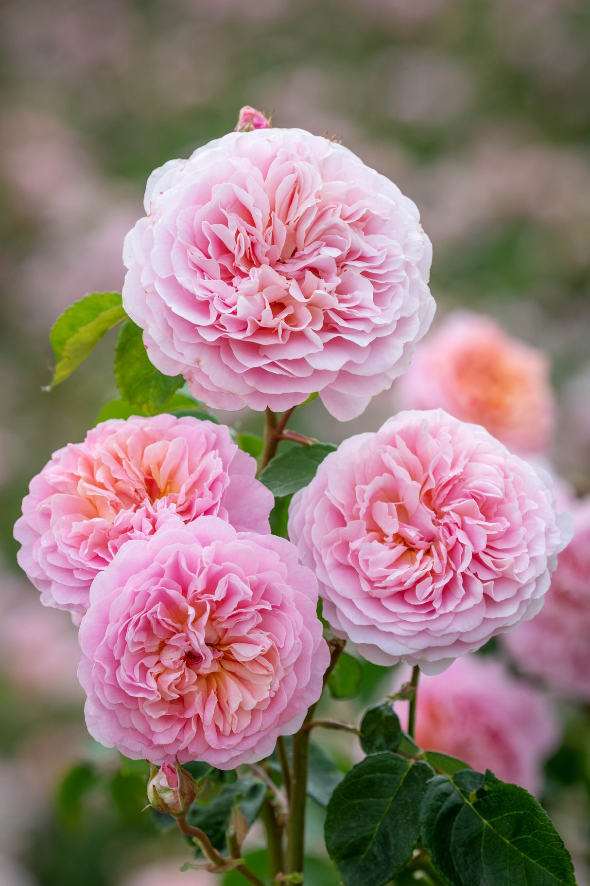 David Austin Rose - Eustacia Vye