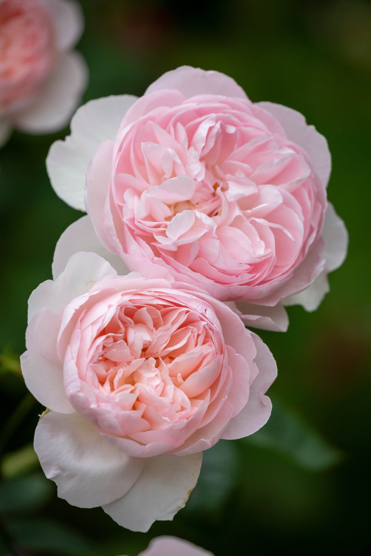 David Austin Rose - Gentle Hermione