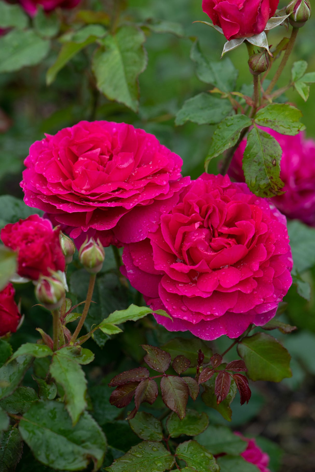 David Austin Rose - Gabriel Oak