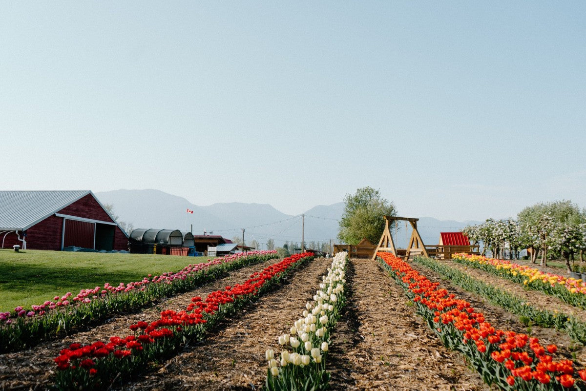 Greendale Acres Tulip Festival in BC + Exclusive Coast Farms Discounts