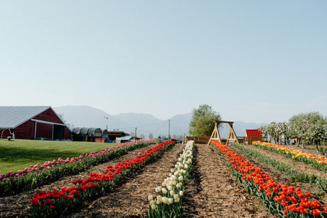 Coast Farms Joins Greendale Acres Tulip Festival BC With Exclusive Visitor Discounts