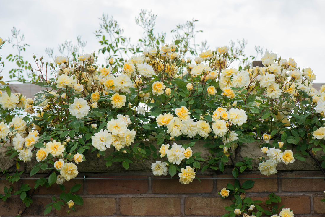 Rose Tips & Tricks: Have Success with your David Austin Roses