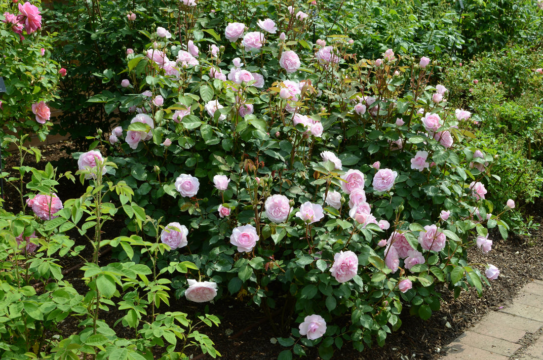 Planting Your Rose Garden: Uncover the Joy of David Austin Roses