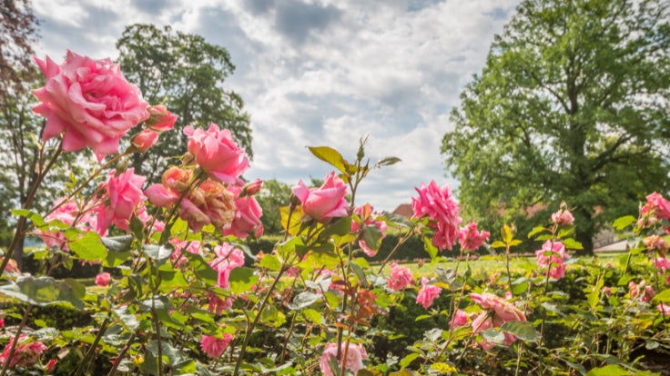 Planning Your Spring 2027 Rose Garden? Explore Rose Pre-Orders at Coas ...
