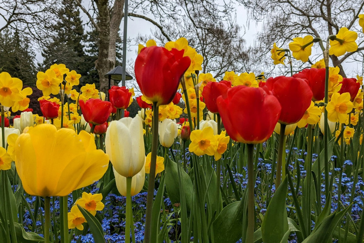 Spring Flowering Bulbs in Canada: When to Plant, Best Types, and Growing Guide
