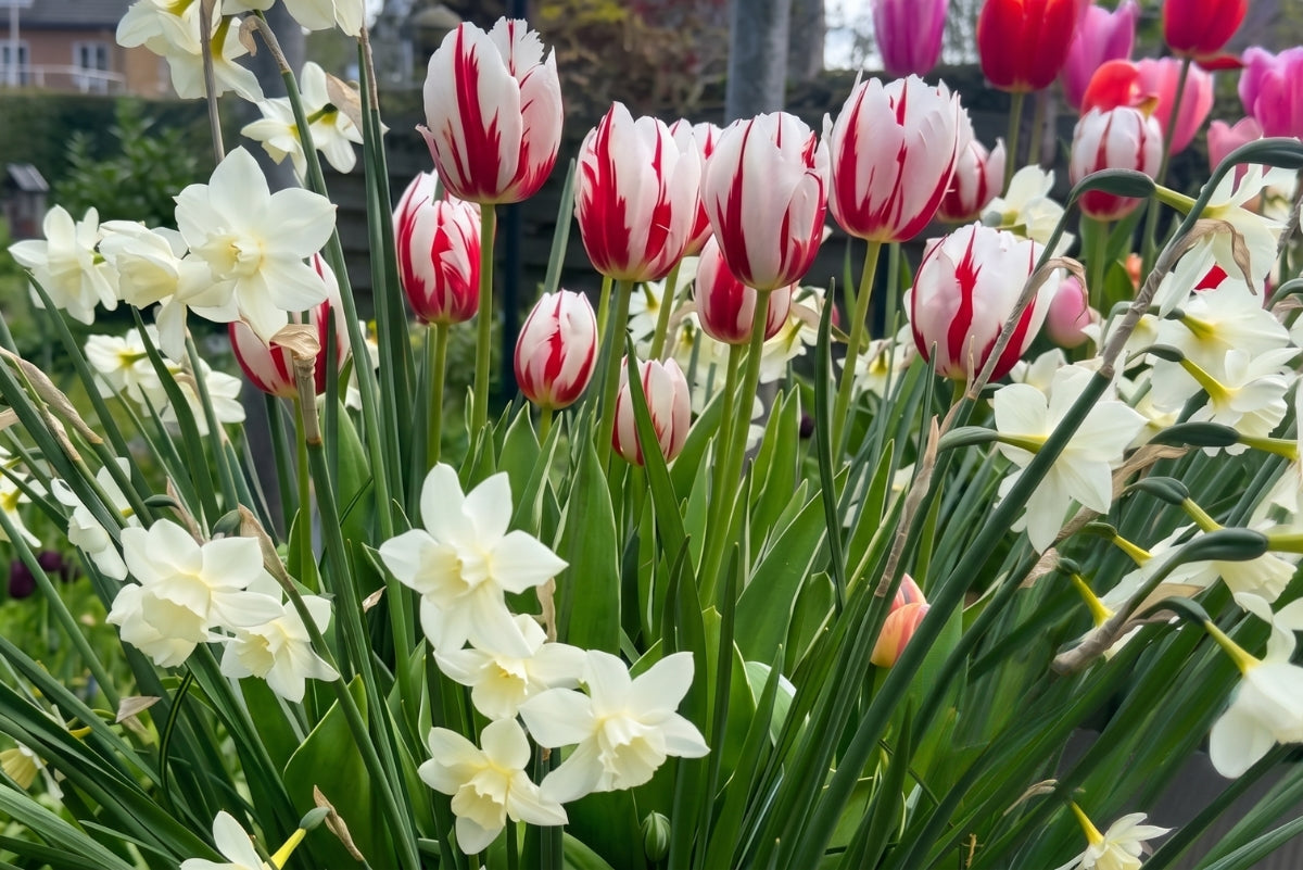 Fall-Planted Bulbs for Spring Blooms in Canada