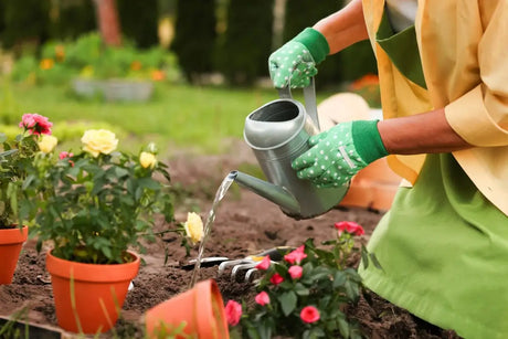 When to Plant Bulbs in Canada: Dates by Zone & Month