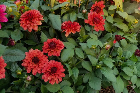 Why We Started Coast Farms: a Canadian Online Plant Nursery