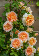 All Roses