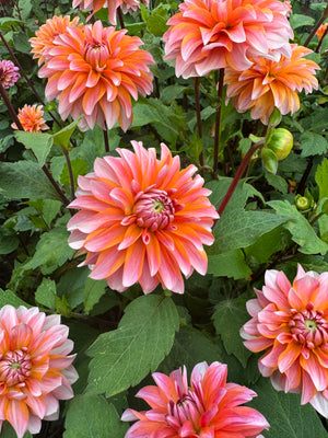 Dahlia Peaches and Vanilla