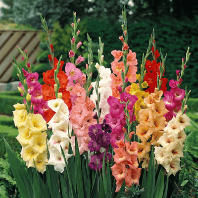 How to Plant and Grow Gladiolus: A Complete Guide