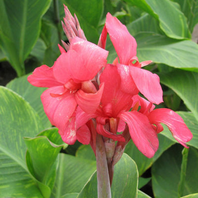 How to Plant Cannas (Canna Lily Planting Guide)