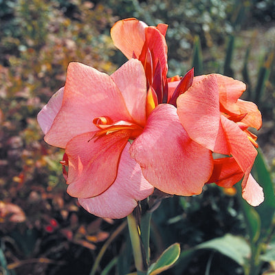 Planting guide image