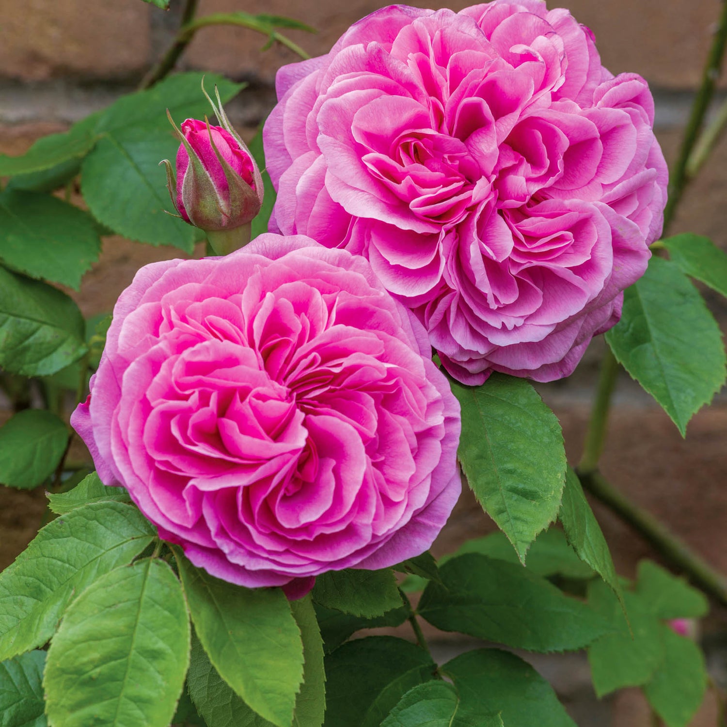 David Austin Rose - Gertrude Jekyll