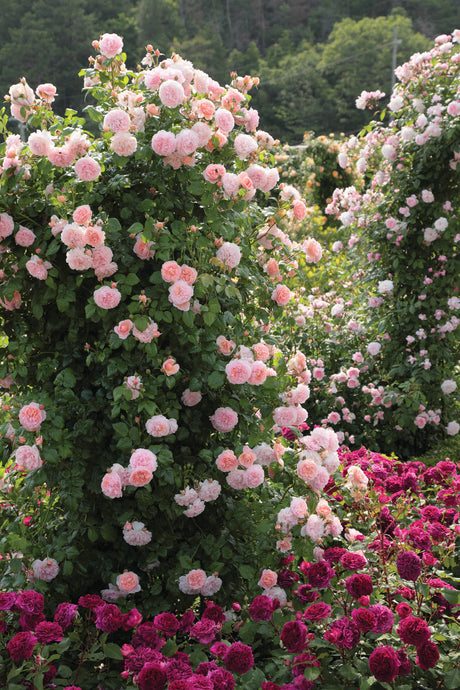 David Austin Rose - Strawberry Hill