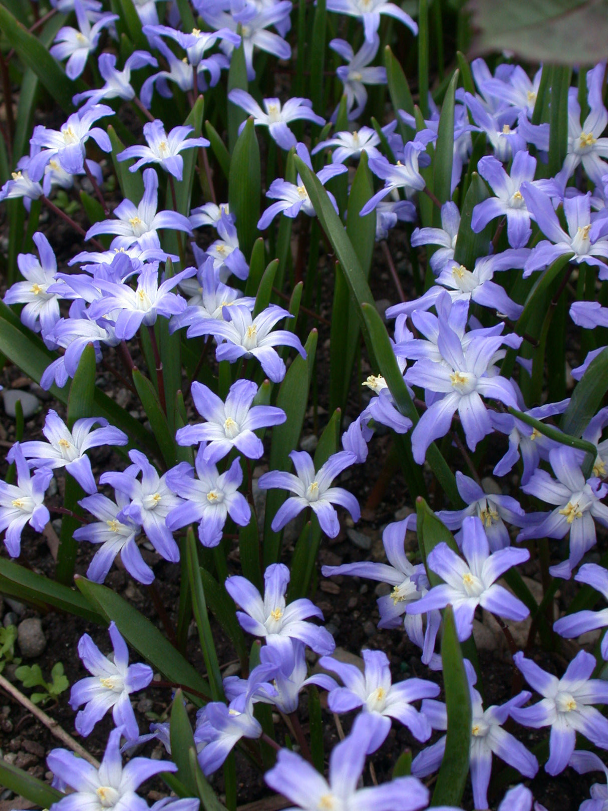 Chionodoxa Forbesii