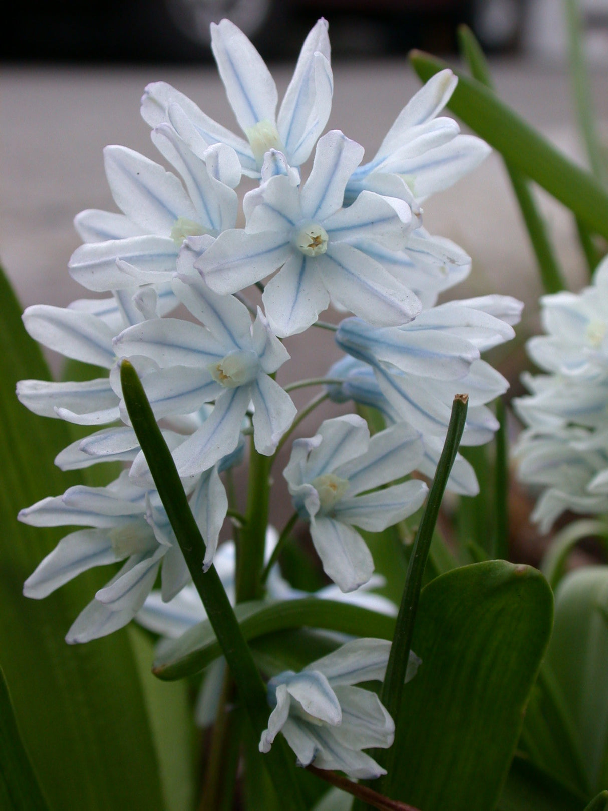 Puschkinia libanotica
