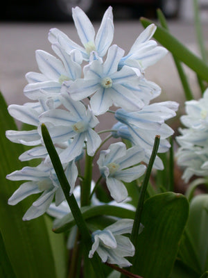 Puschkinia libanotica
